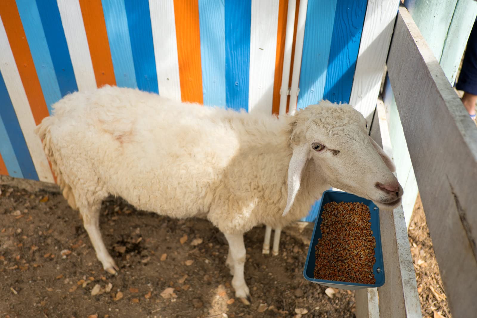 APRICOCK wide-use livestock feeder for goats, chickens, and more.