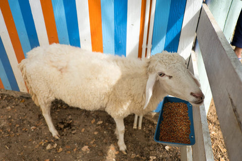 APRICOCK wide-use livestock feeder for goats, chickens, and more.