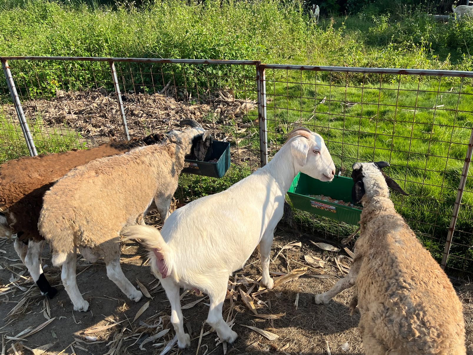 APRICOCK 10-quart capacity trough ideal for goats and small livestock.