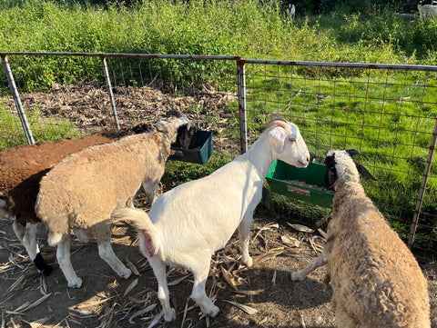 APRICOCK 10-quart capacity trough ideal for goats and small livestock.