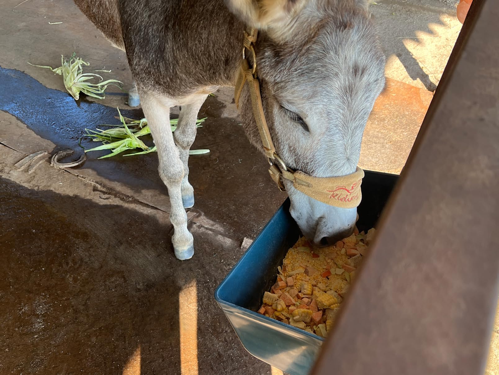 APRICOCK two-pack feeder set provides a complete feeding solution.