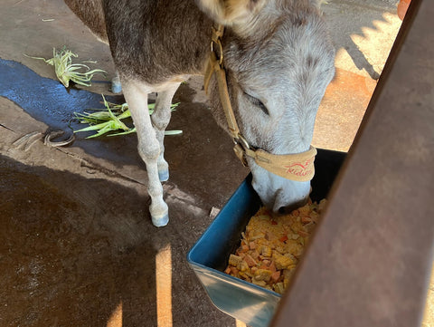 APRICOCK two-pack feeder set provides a complete feeding solution.
