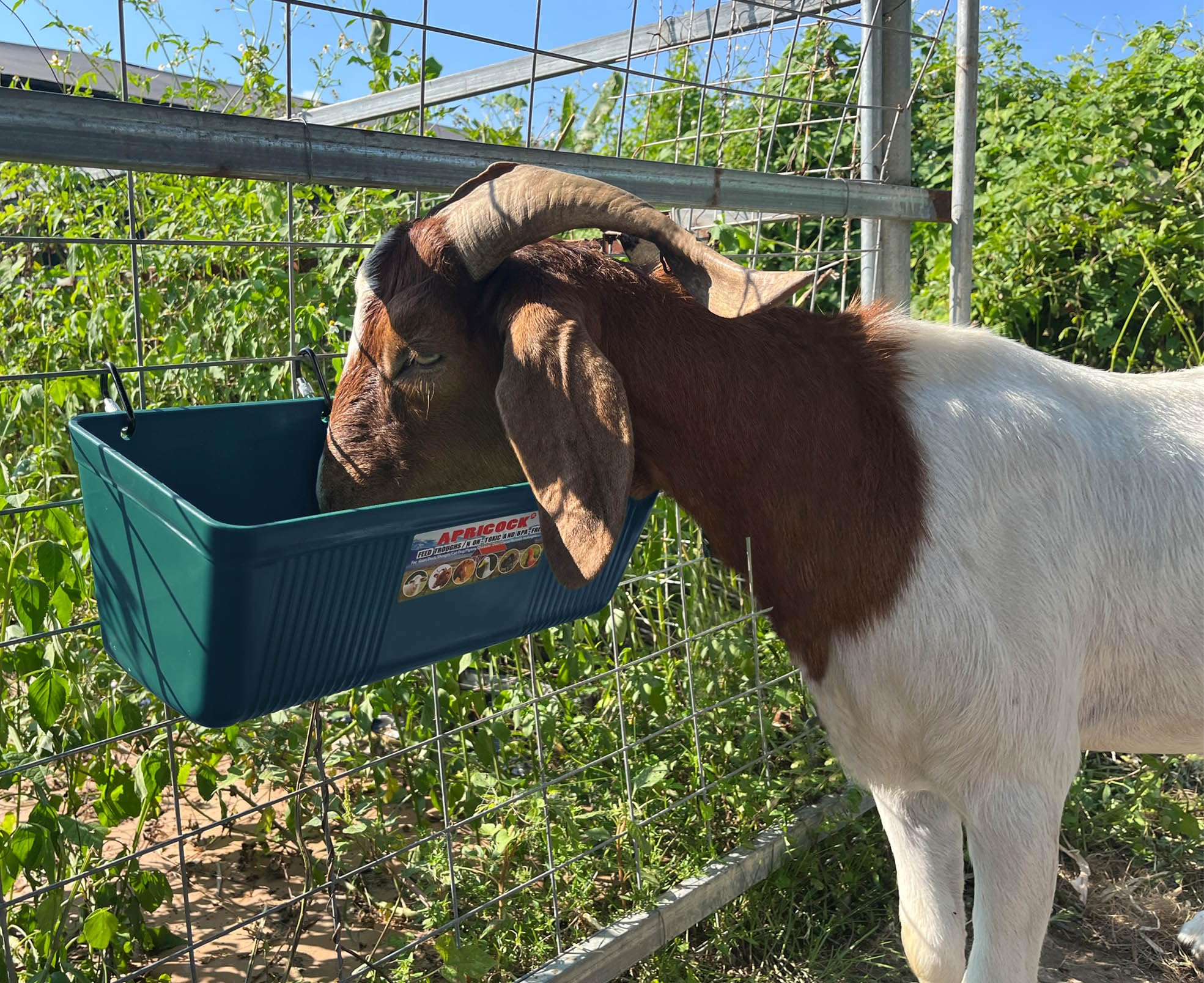 APRICOCK waterer bucket attachment keeps livestock hydrated.