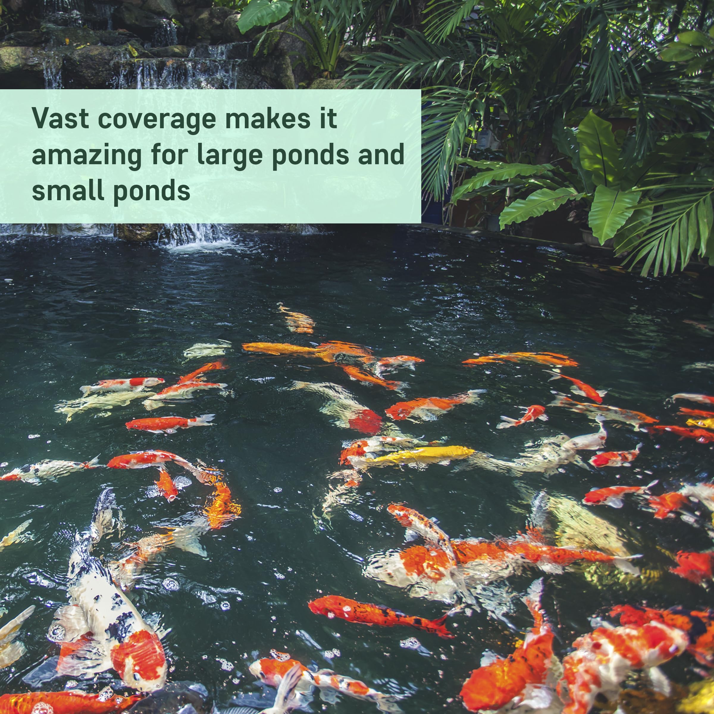 AquaDoc koi pond clear water highlights healthier fish environment.