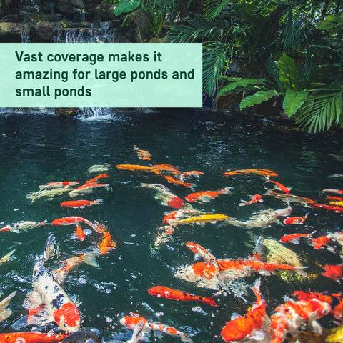 AquaDoc koi pond clear water highlights healthier fish environment.