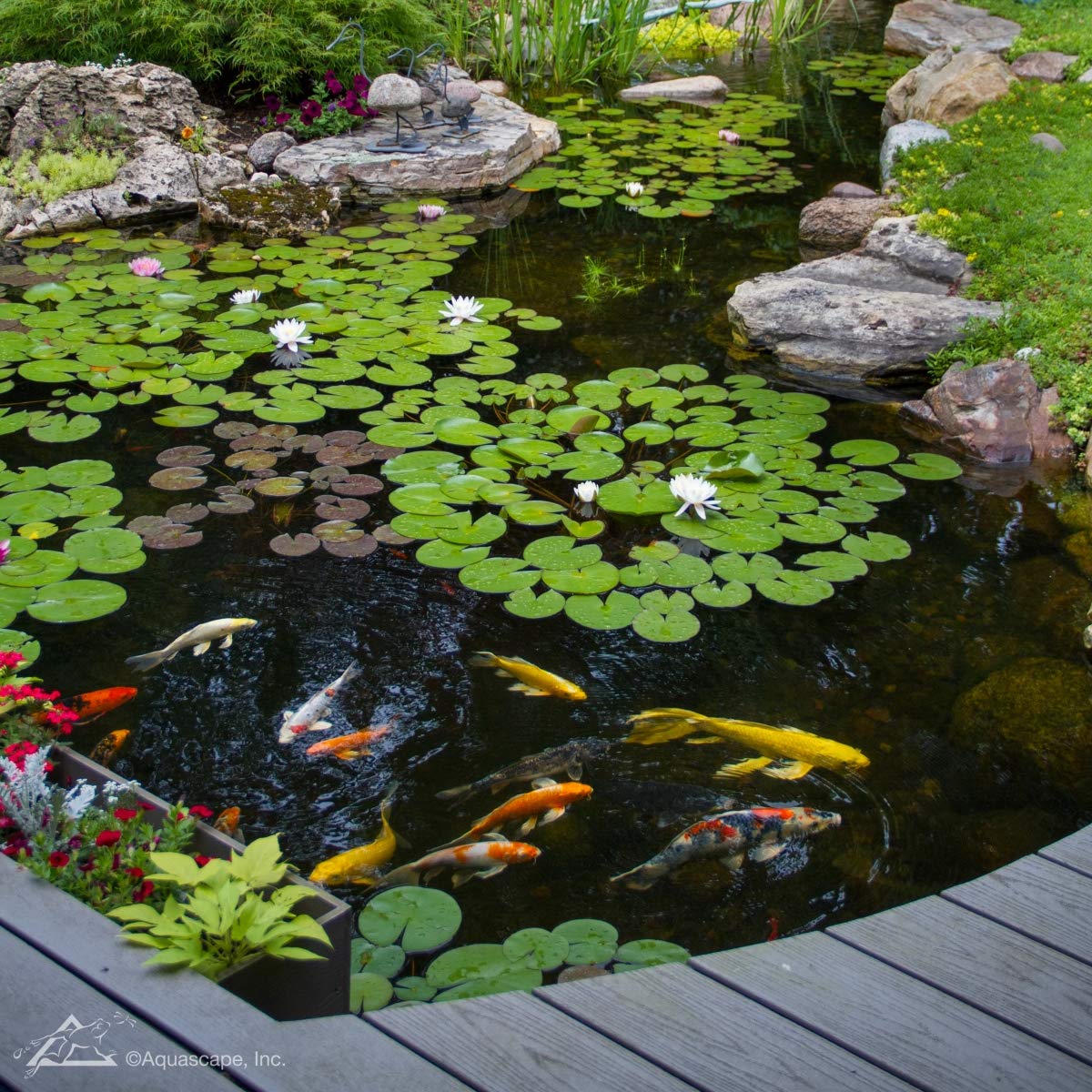 Aquascape balanced pond ecosystem promotes stable water for koi and plants.