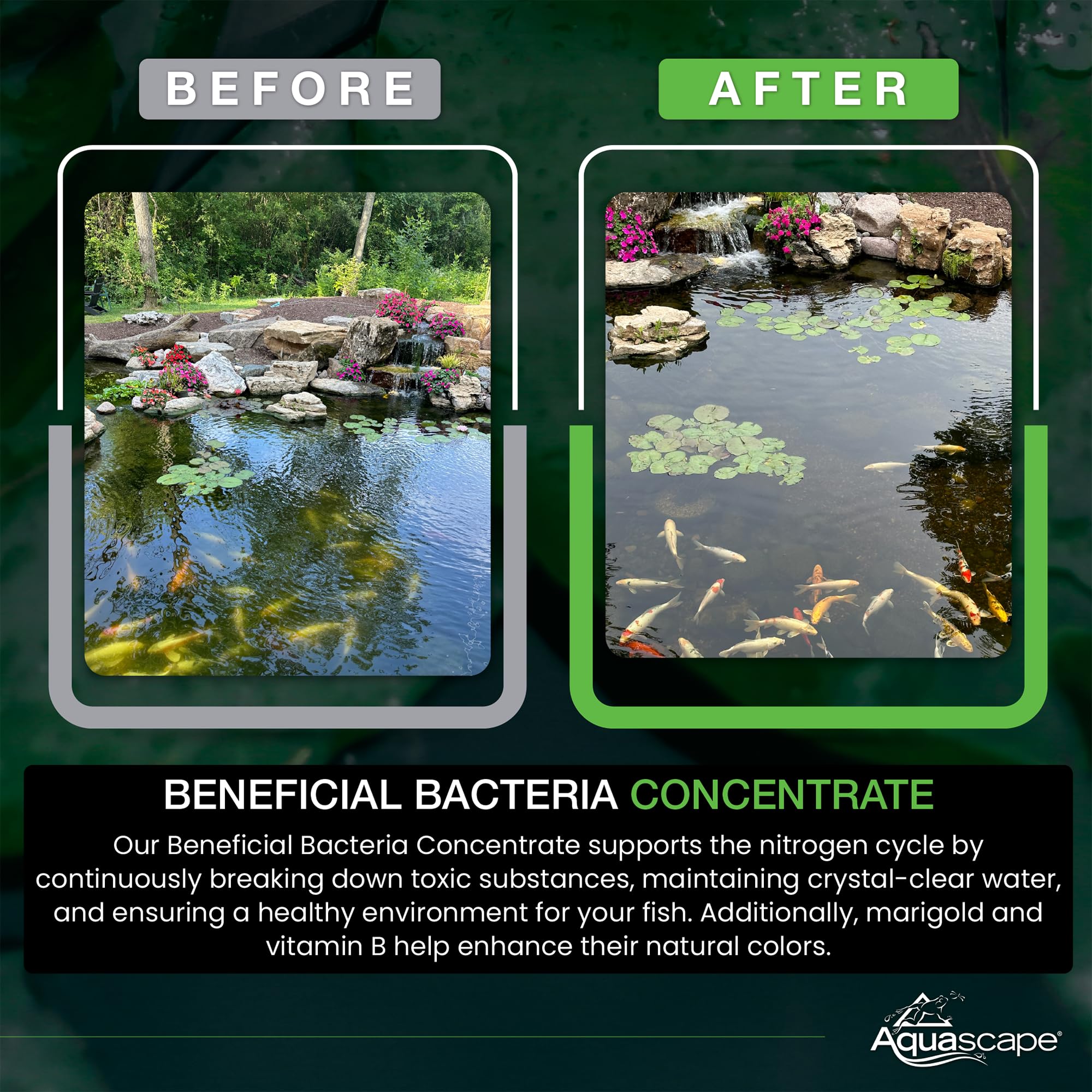 Aquascape strong biological balance image communicates clean, healthy pond water.