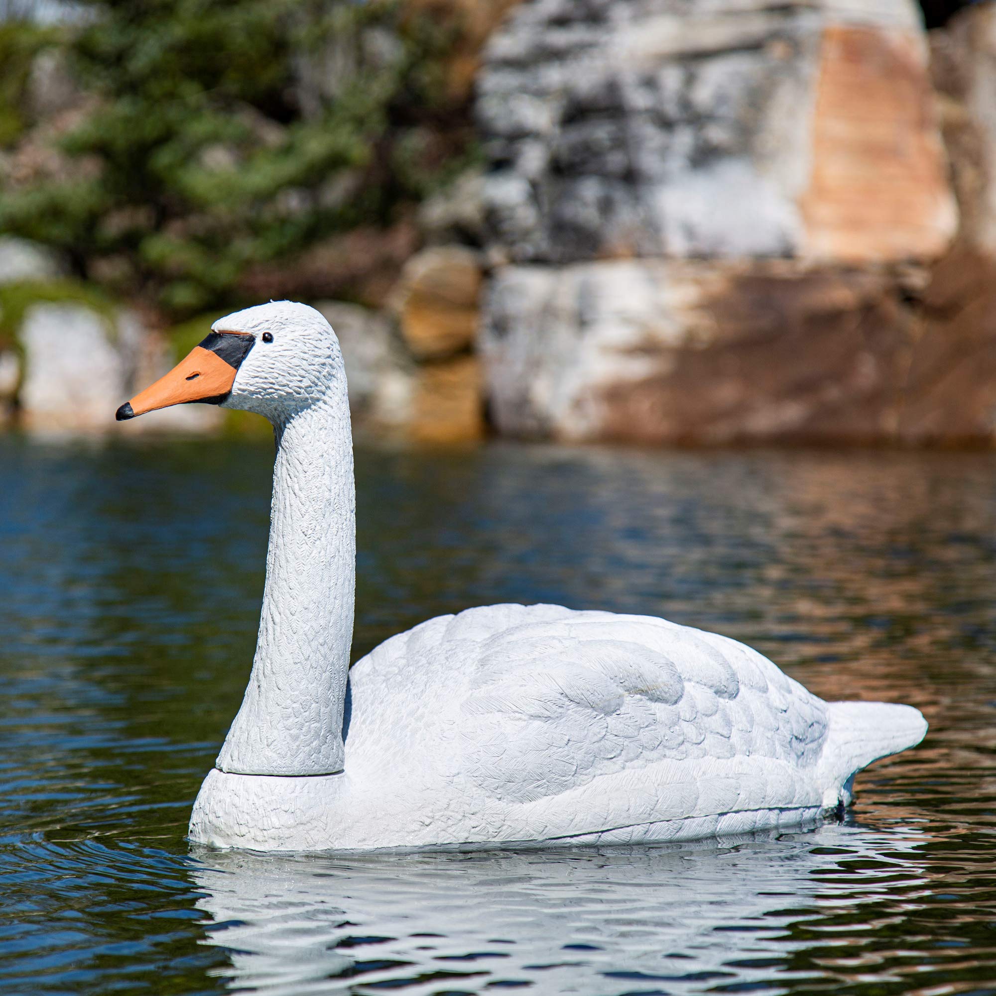 Aquascape Floating Swan Decoy on pond deters geese and protects koi.