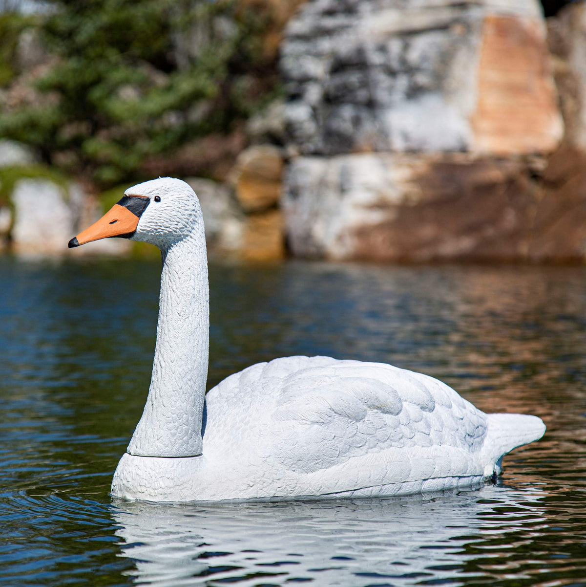 Aquascape Floating Swan Decoy on pond deters geese and protects koi.