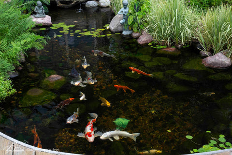 Aquascape UltraKlean product label displaying specs and benefits