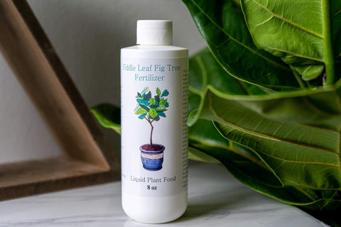 Aquatic Arts Fiddle Leaf Fig Food diluted mix shows easy weekly feeding for thriving foliage.
