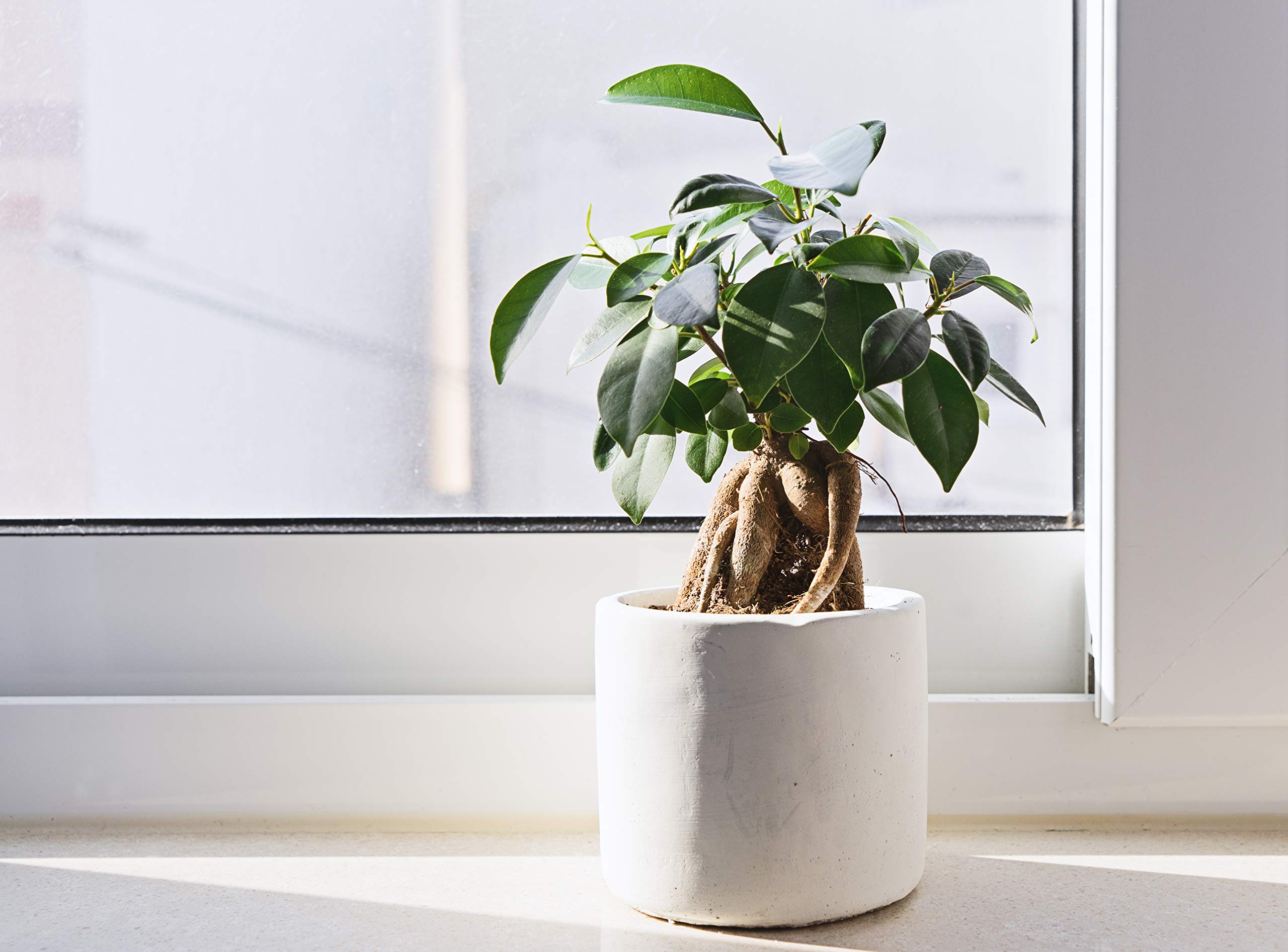Aquatic Arts Fig Tree Fertilizer 3-1-2 ratio supports healthy growth and stronger roots.
