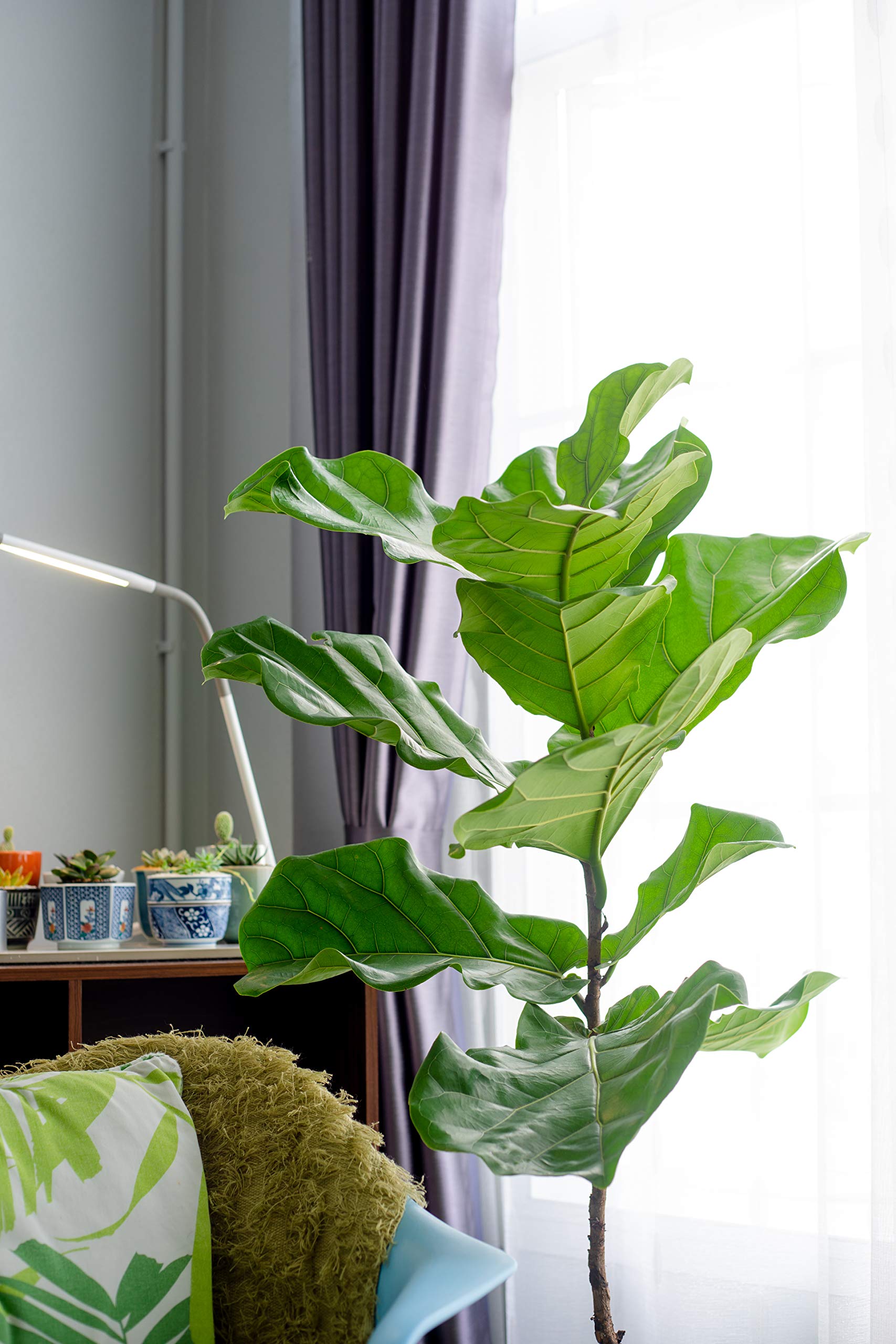 Aquatic Arts Indoor plant growth with balanced nutrients.