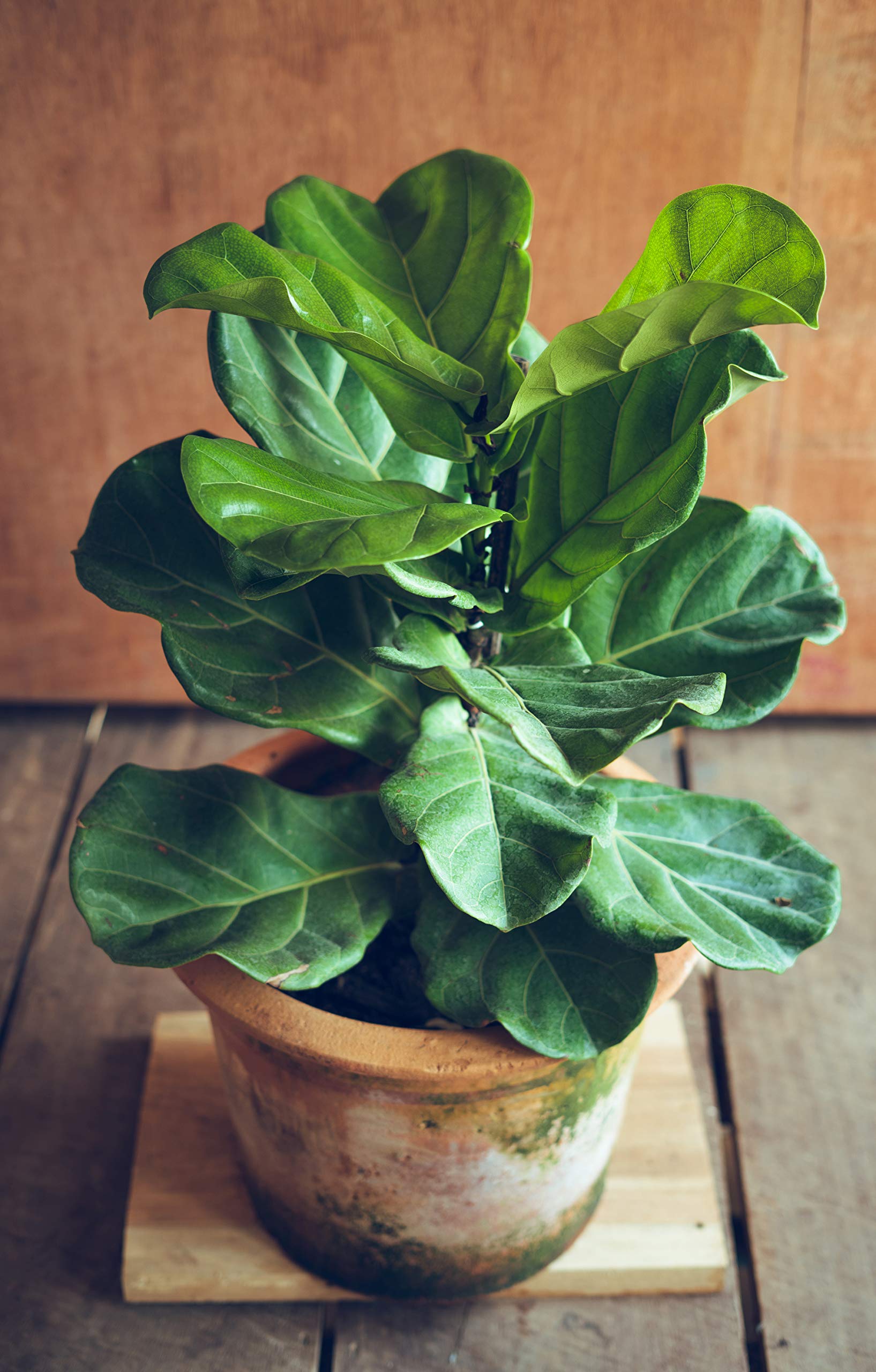 Aquatic Arts Liquid Fig Food disperses quickly for fast nutrient uptake.