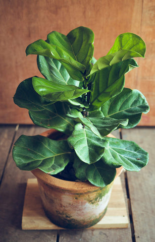 Aquatic Arts Liquid Fig Food disperses quickly for fast nutrient uptake.