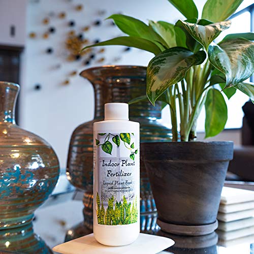 Spider plant thriving after Aquatic Arts feeding