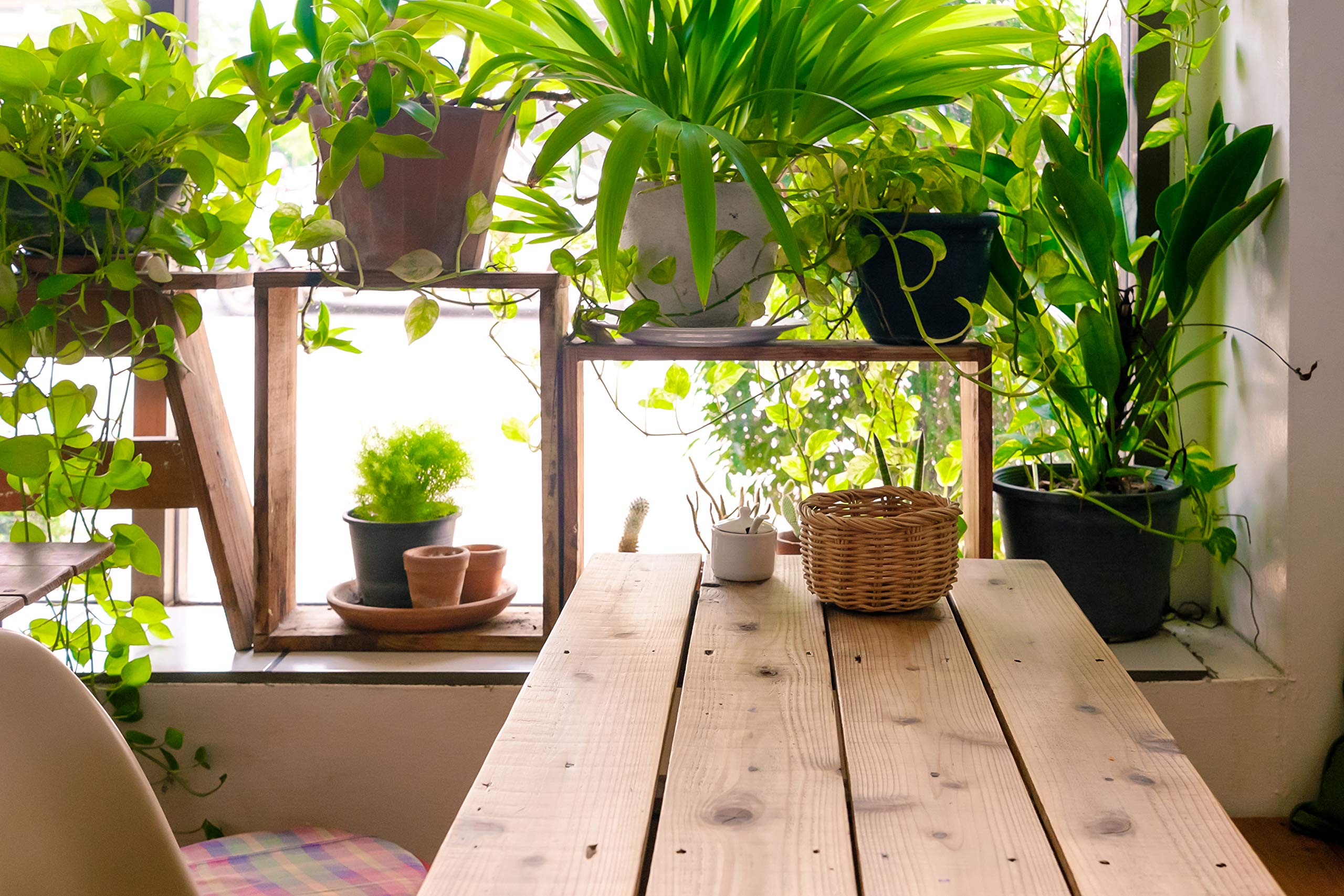 Terrarium setup thriving with Aquatic Arts nutrients