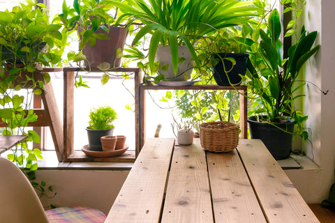 Terrarium setup thriving with Aquatic Arts nutrients