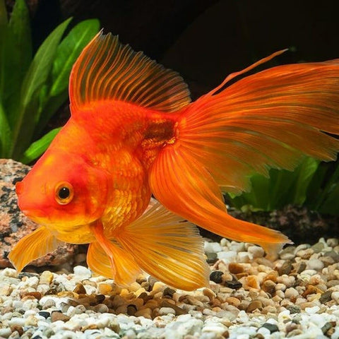Tropical fish diet from Aquatic Foods Inc. with krill, plankton, and algae nutrients.