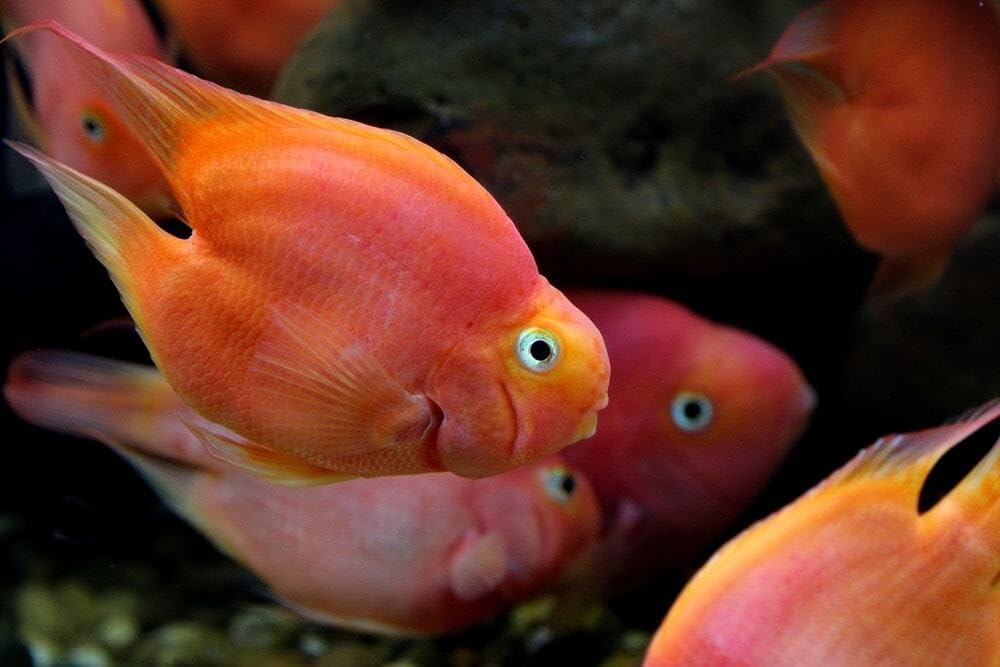 Aquatic Foods Ultra Intense Pellets for small tropical fish vibrant hues