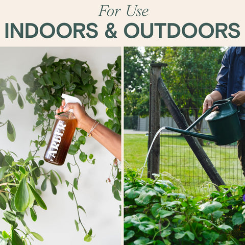 ARBER Bio Protectant applied to evergreen trees supporting vibrant foliage