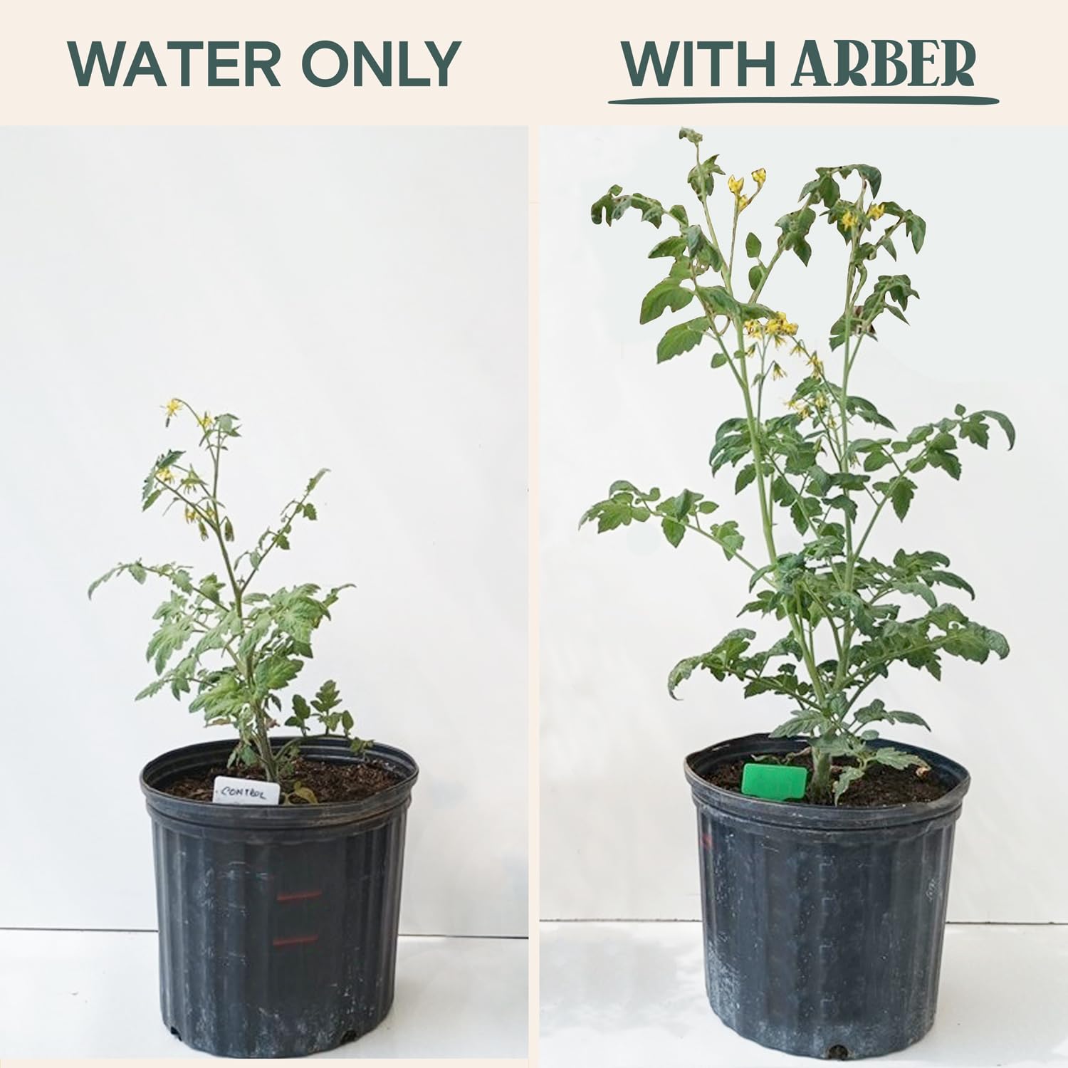 ARBER promotes healthy root growth and lush green foliage.