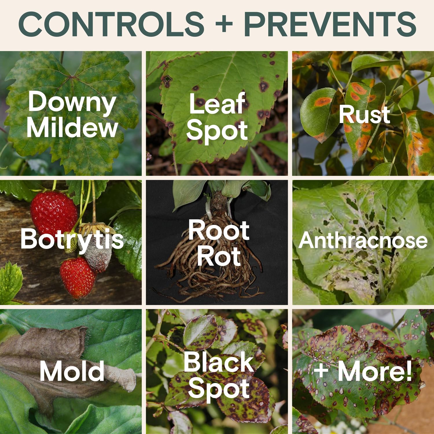 ARBER leaf spray application on lush green leaves for fungal protection