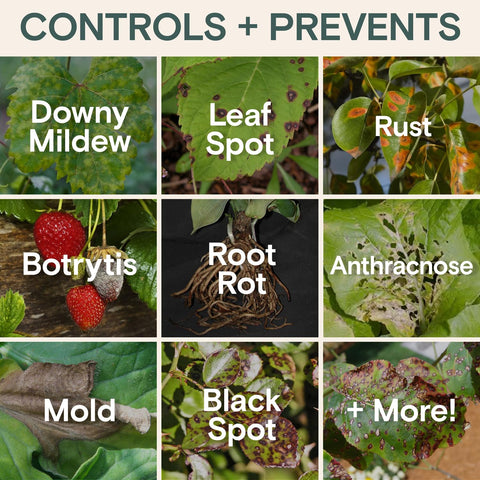 ARBER leaf spray application on lush green leaves for fungal protection
