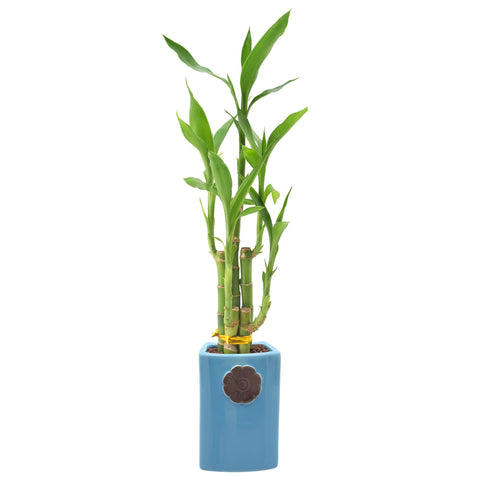 Arcadia 5-stem Lucky Bamboo in Contour II planter for elegant home or office decor.