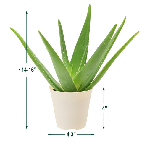 Arcadia Aloe Vera gift-ready plant suitable for offices or living spaces.