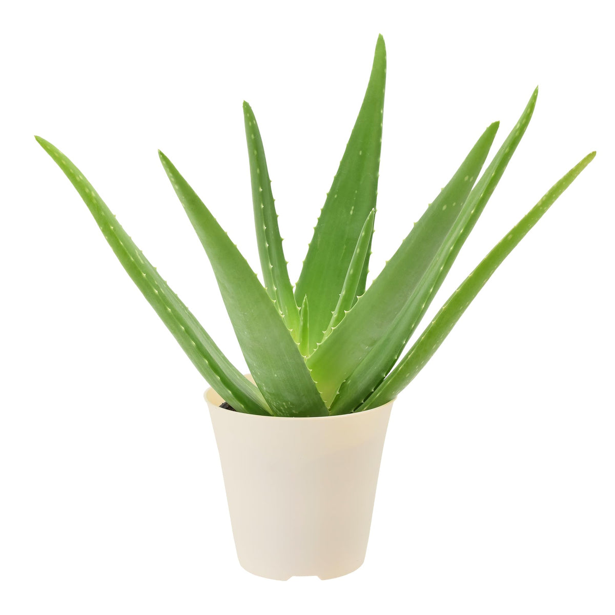 Arcadia Aloe Vera succulent in plastic pot, easy indoor decor.
