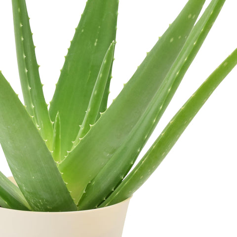 Arcadia Aloe Vera thick leaves close-up show moisture storage capability.
