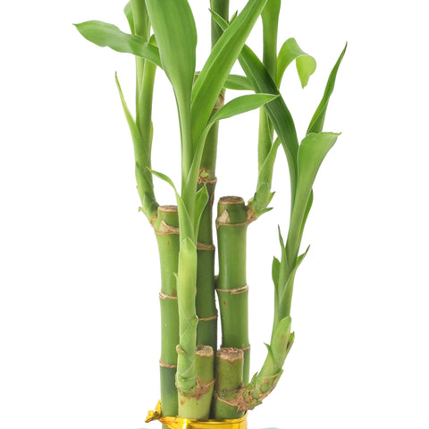 Arcadia Contour II ceramic planter with Lucky Bamboo adds stylish indoor focal point.