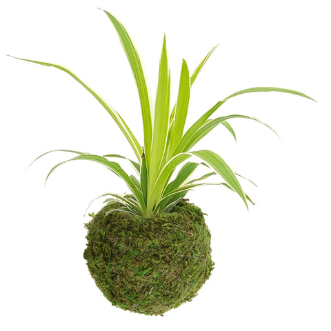 Arcadia KO01-2 Kokedama hanging option, easy to suspend for elevated plants.