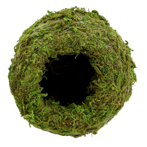 Arcadia KO01-2 Kokedama plant in sphere, quick setup for vibrant greenery.