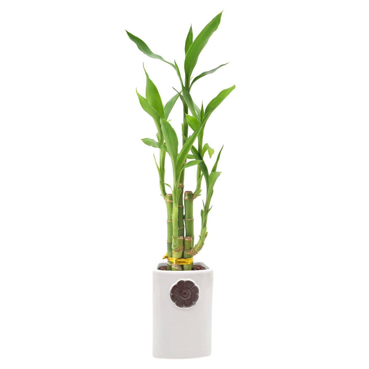 Arcadia Lucky Bamboo 5-stem in Contour II planter on desk for calm ambiance.