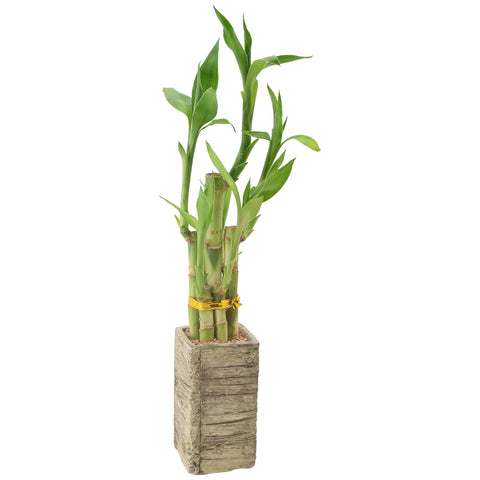 Arcadia Lucky Bamboo 5-stem in water-filled planter for stylish indoor décor and calm energy.