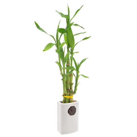 Arcadia Lucky Bamboo close-up of vibrant stems symbolizing positive energy.
