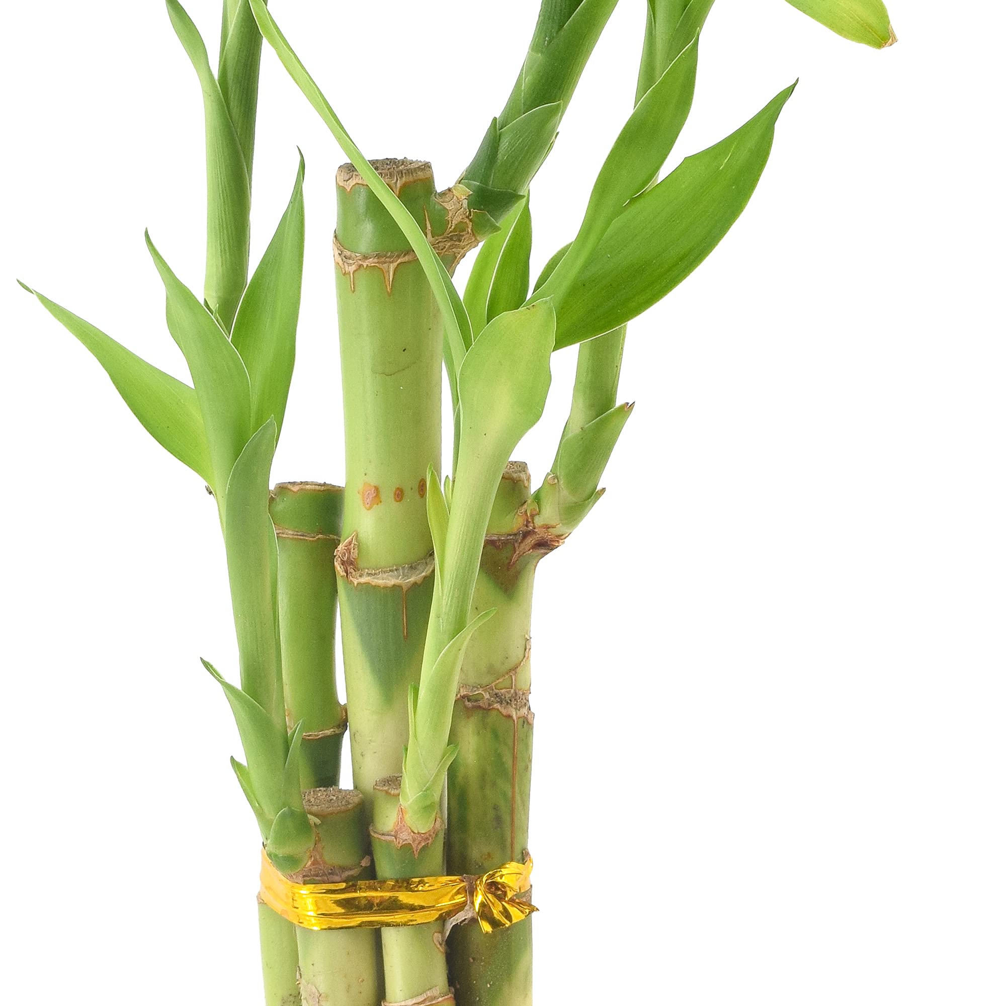 Arcadia Lucky Bamboo desk display brings natural charm to the office.