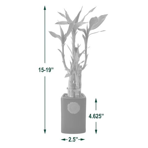 Arcadia Lucky Bamboo in a spa-inspired setting enhances home or office.