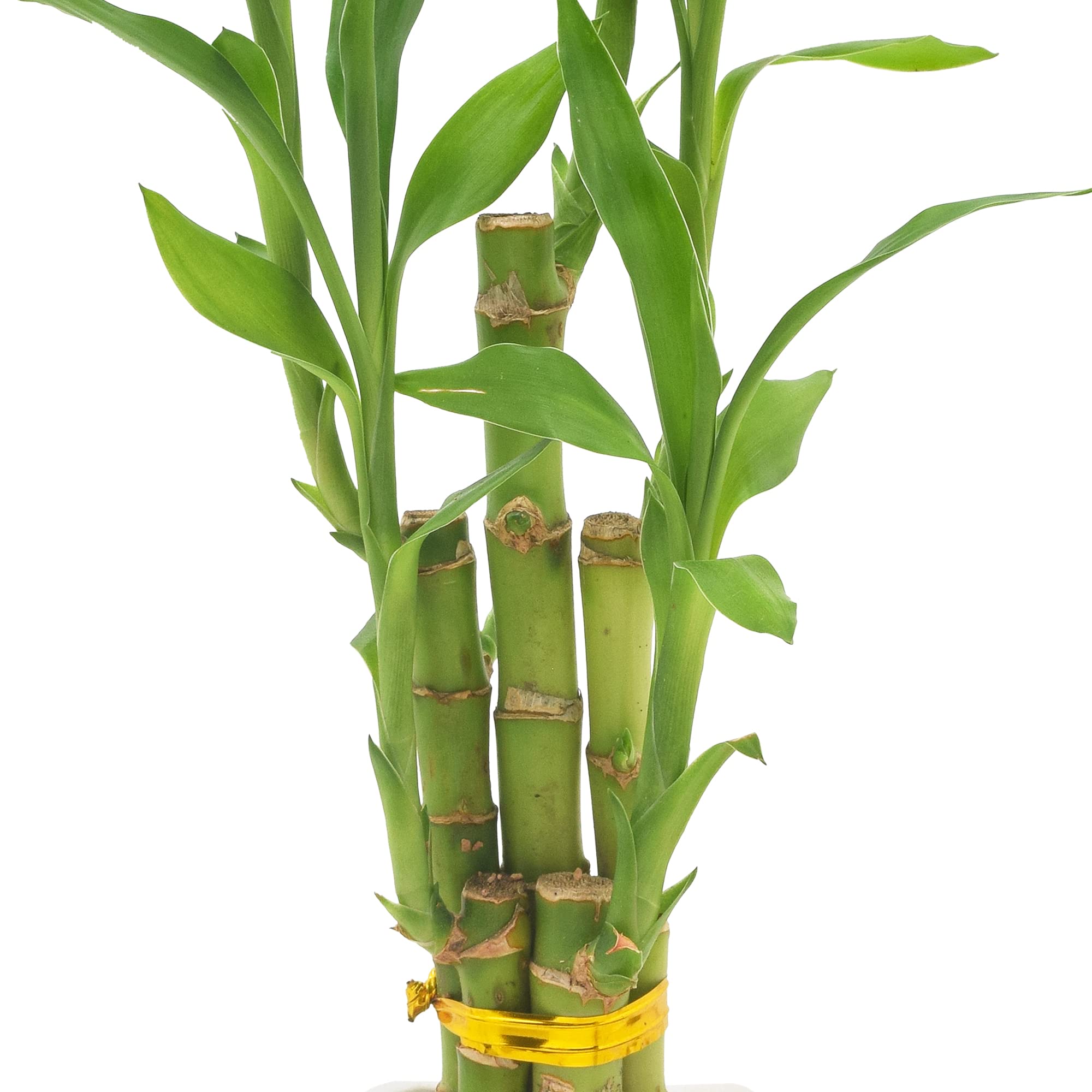 Arcadia Lucky Bamboo gift-ready packaging ideal for clients or colleagues.
