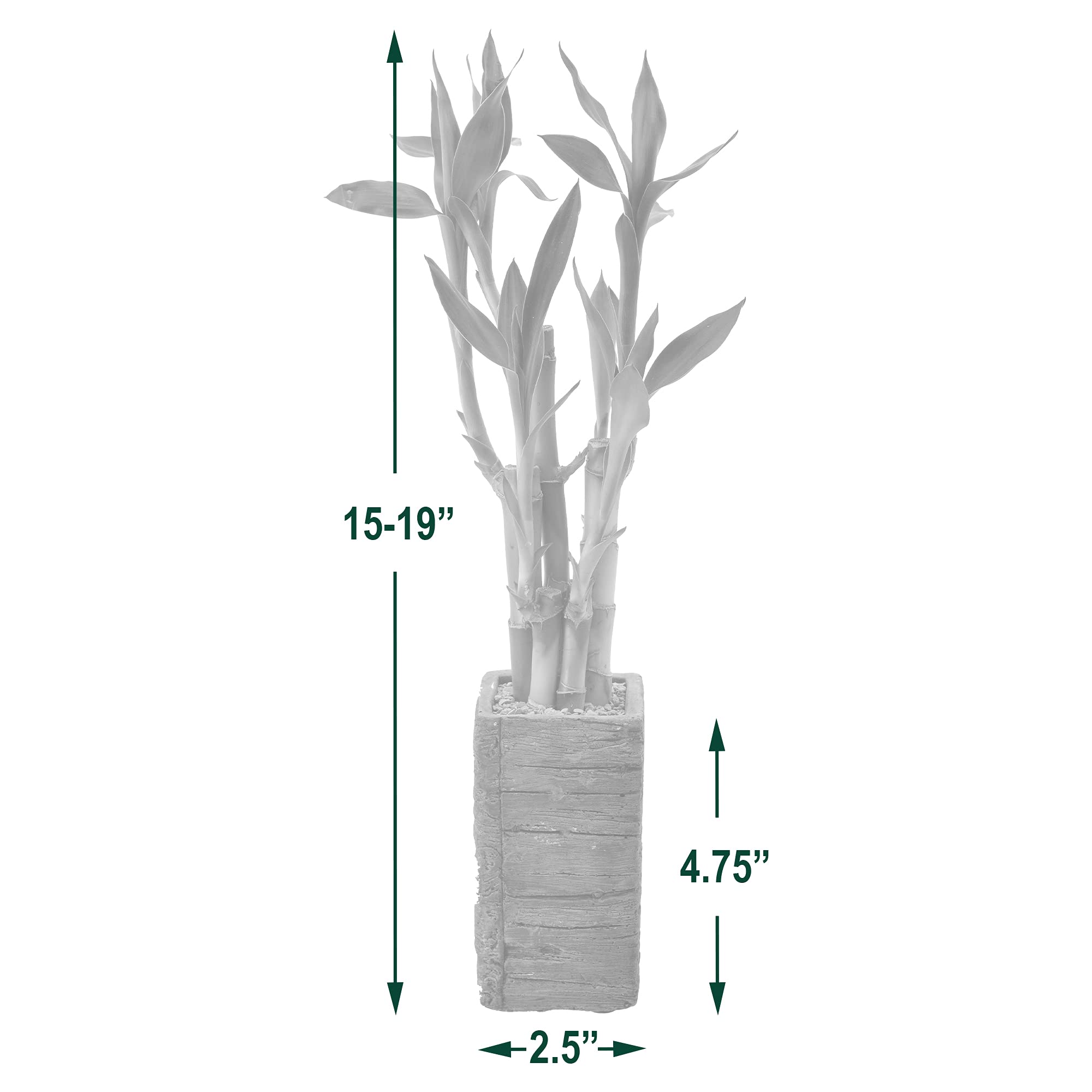 Arcadia Lucky Bamboo gift-ready arrangement makes a thoughtful home gift.