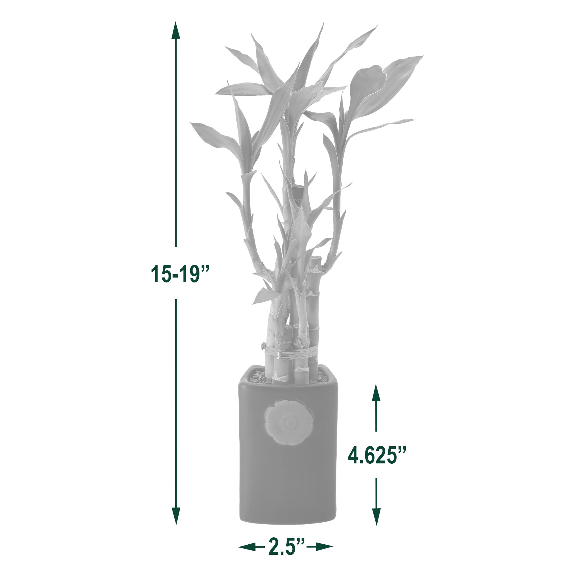 Arcadia Lucky Bamboo height range displayed for versatile placement in homes or offices.