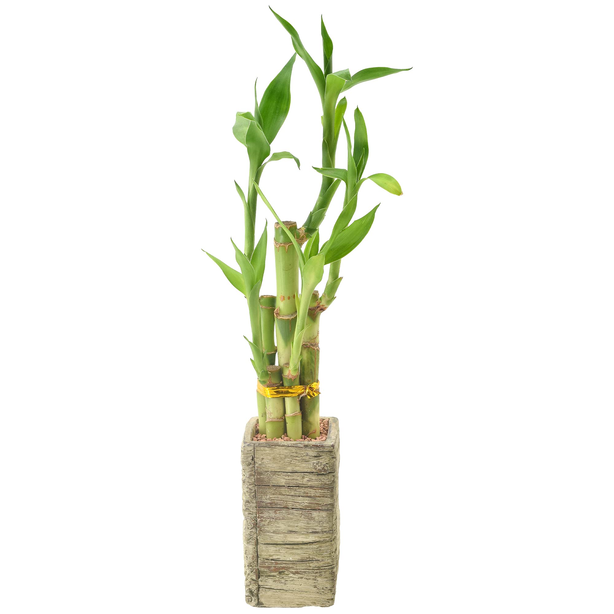 Arcadia Lucky Bamboo 5-stem indoor plant brightens living spaces.
