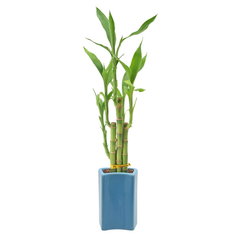 Arcadia gift-ready Lucky Bamboo packaging illustrates safe shipping and premium presentation.