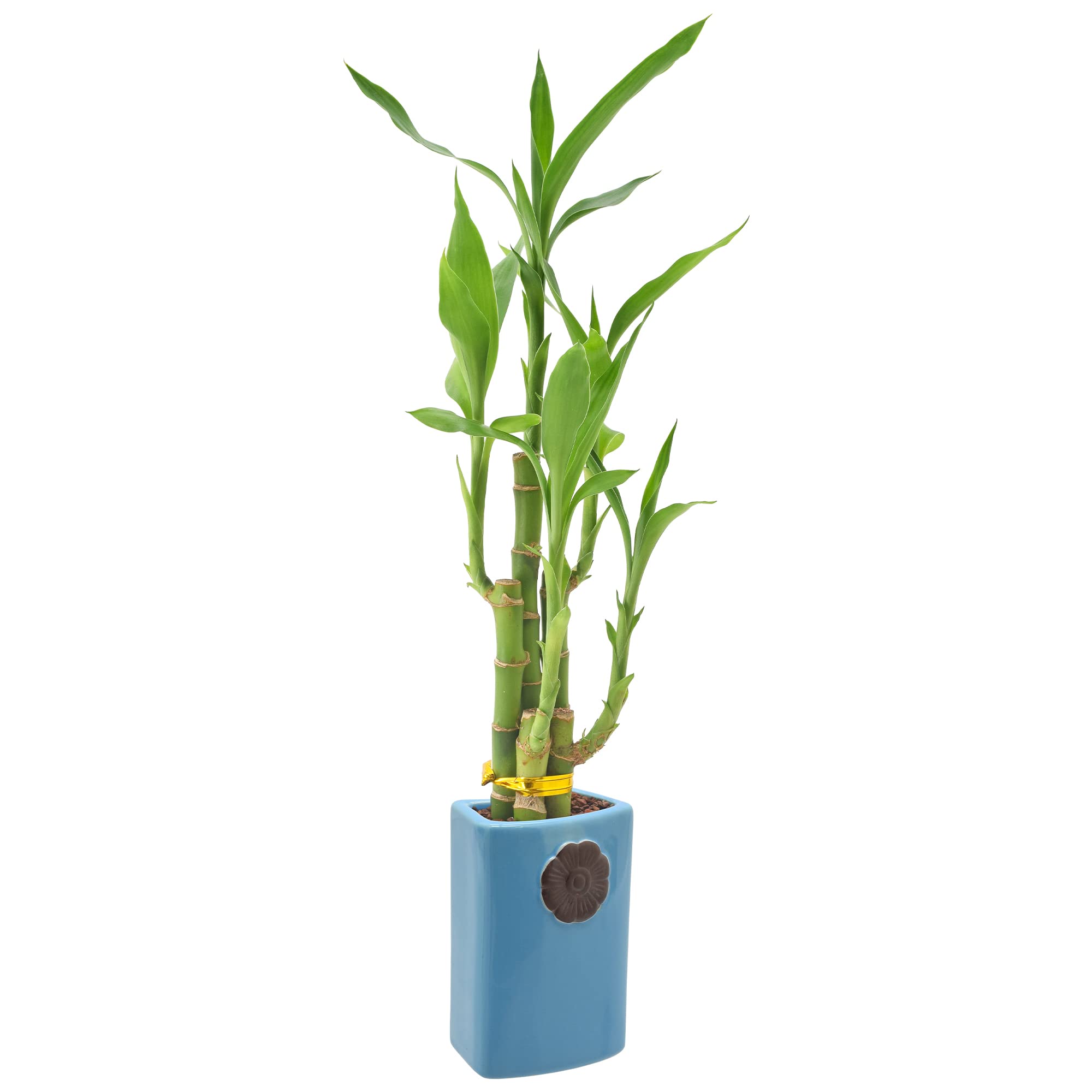 Arcadia Lucky Bamboo stems close-up highlighting simple water-based care.