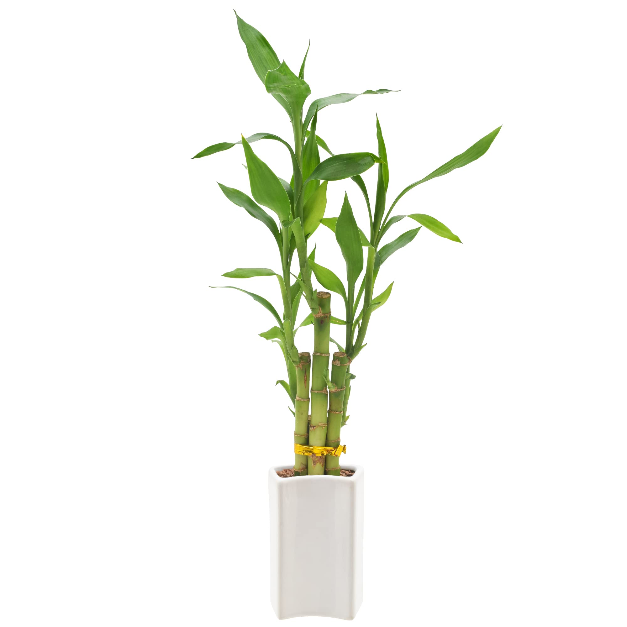 Arcadia Lucky Bamboo water culture with pebbles promotes easy care.