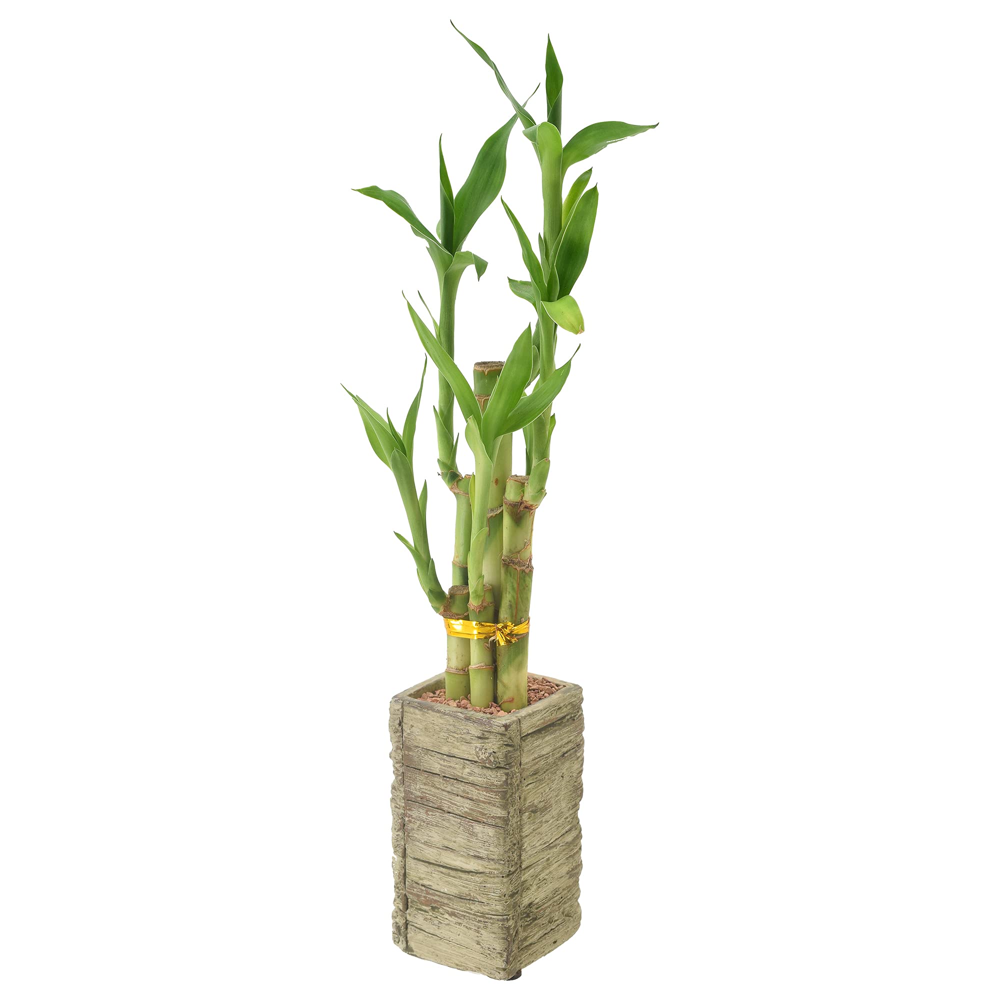Arcadia Lucky Bamboo water-planter setup enhances desk setup and positivity.