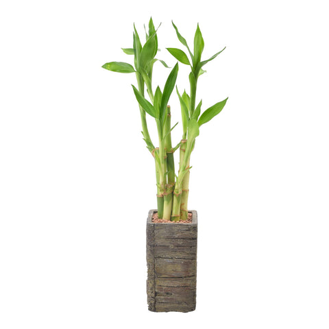 Gift-ready Arcadia LV25 lucky bamboo for thoughtful gifting