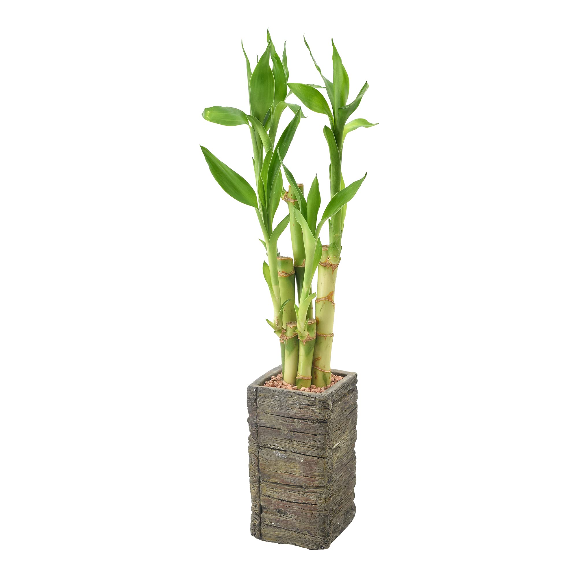 Arcadia LV25 lucky bamboo on a desk offers calm, low-maintenance decor